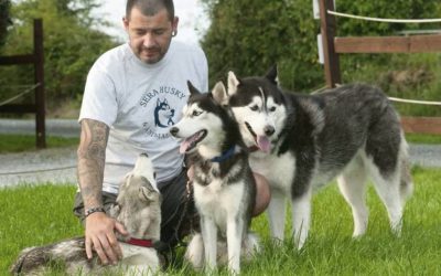 Animal Shelter Hit with Husky Crisis