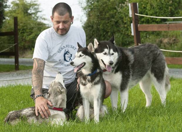 Animal Shelter Hit with Husky Crisis