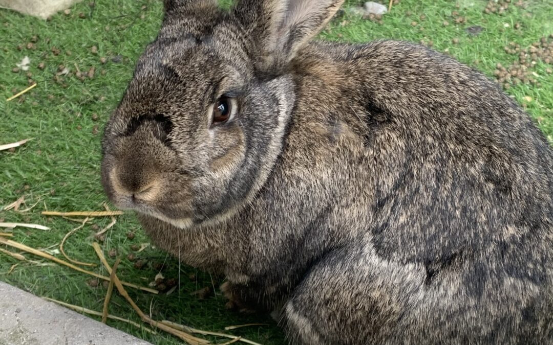 Two Neutered Male Rabbits