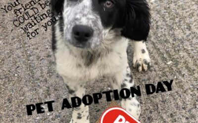 Adoption Day Petmania Tralee 2nd July