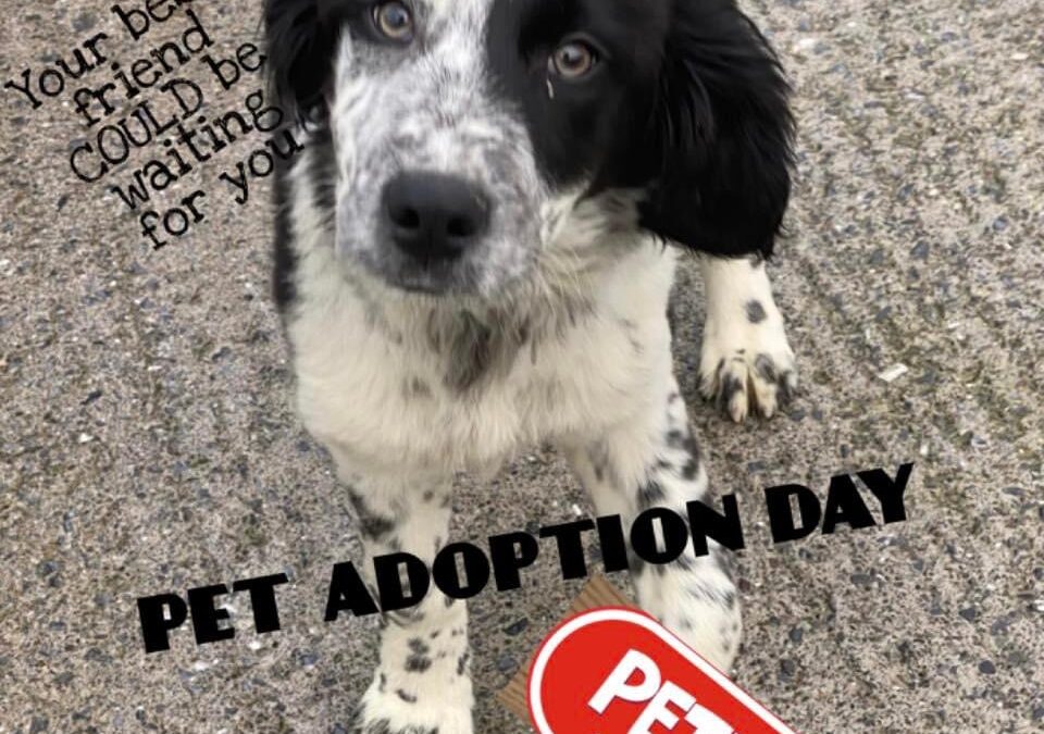 Adoption Day Petmania Tralee 2nd July