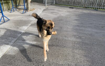 Koba