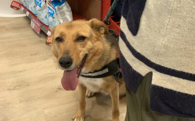 DOKLEY NEEDS A HOME