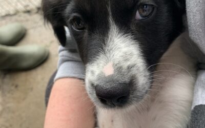 Collie Pups